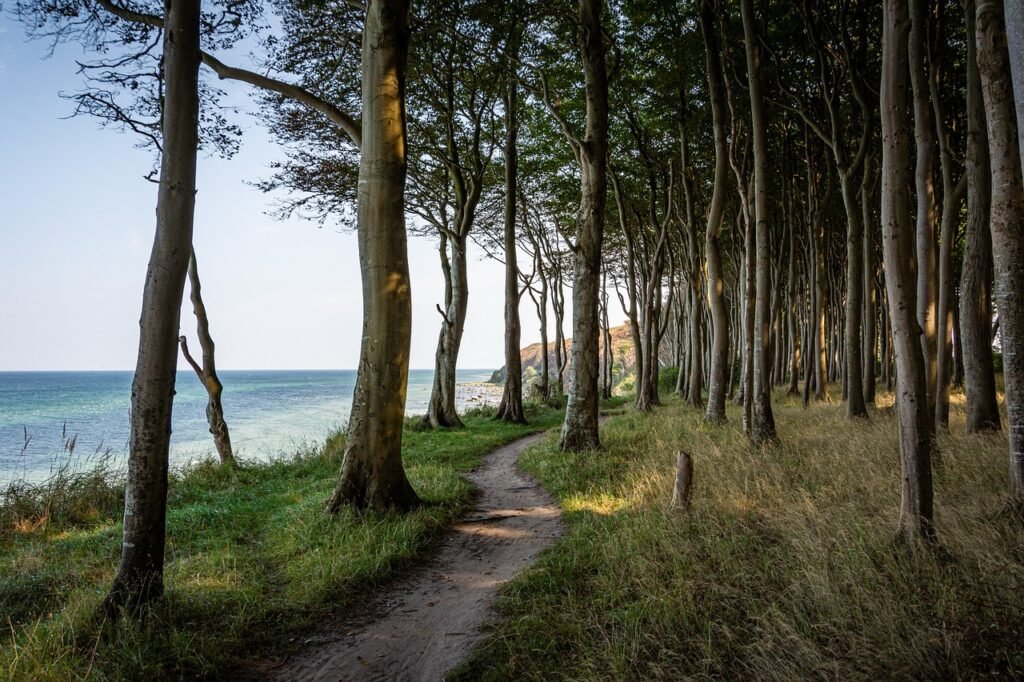 sea, beach, trees