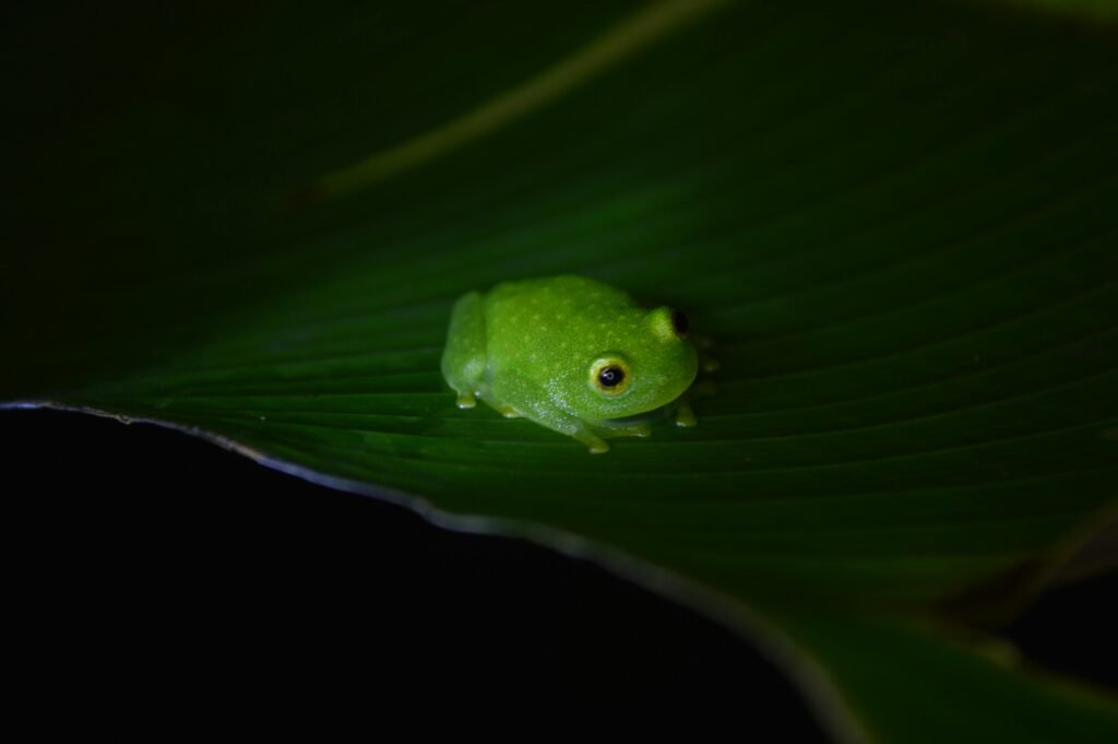 A vivid green frog sits on a leaf, showcasing wildlife in Monteverde, Costa Rica.