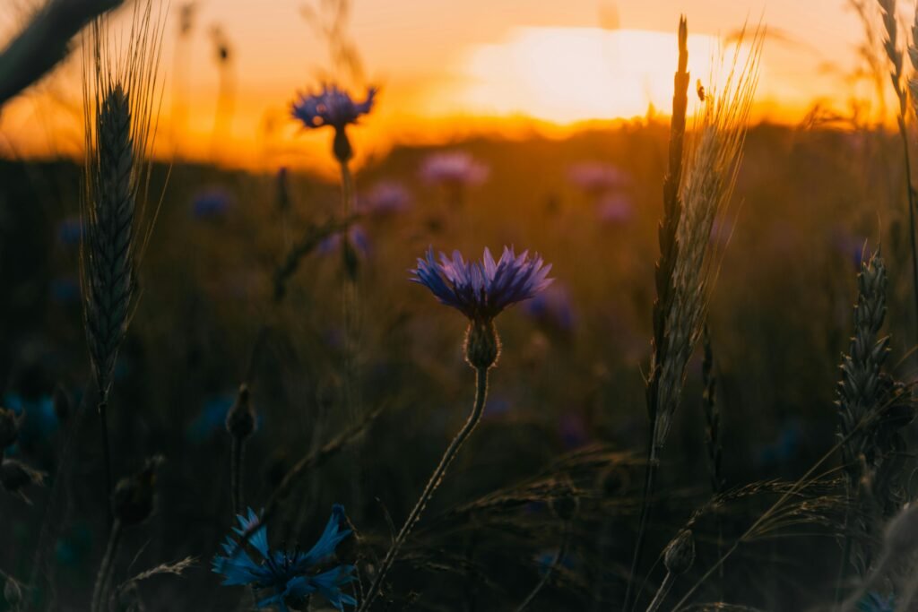 Beautiful wildflowers in a wheat field during sunset, showcasing nature's delicate bloom.