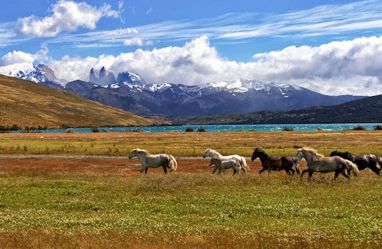 Scenic view of horses grazing near a mountain lake in Torres del Paine, Chile.