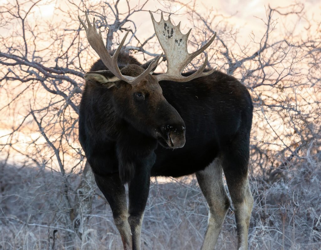 A majestic moose with antlers in a snowy winter scene near Salt Lake City.