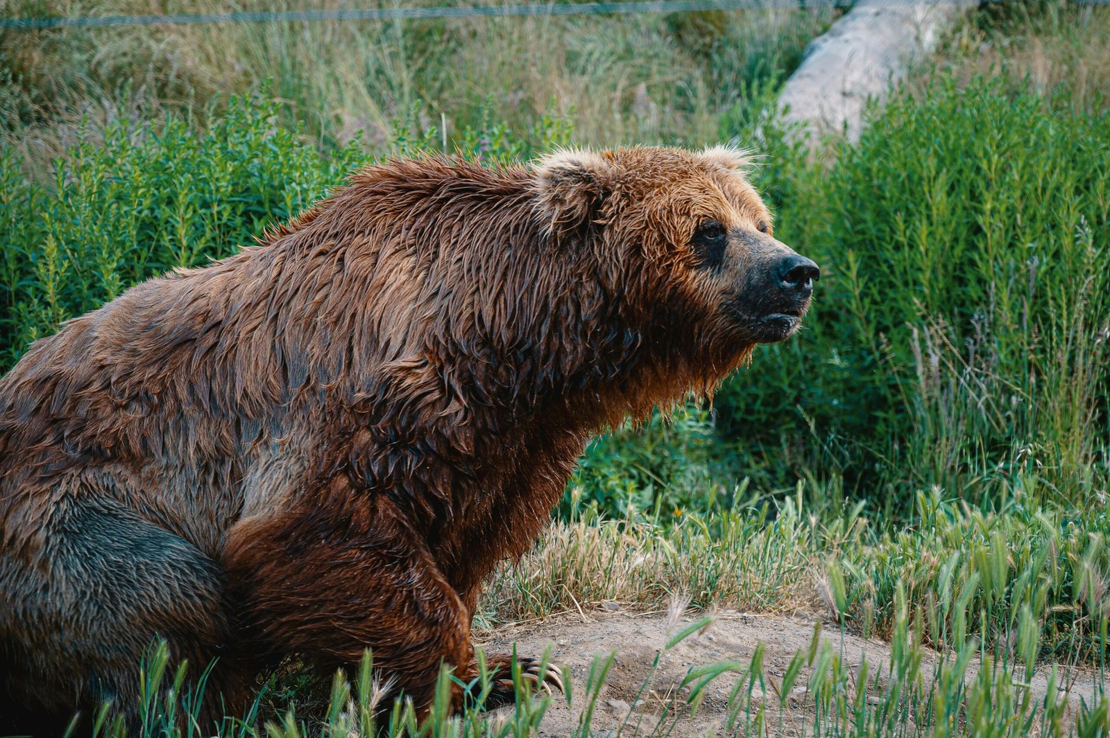 Close-up of a grizzly bear in its natural habitat illustrating wildlife beauty.