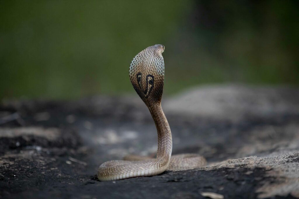 Intense close-up of a cobra with hood extended, showcasing its natural habitat and captivating presence.