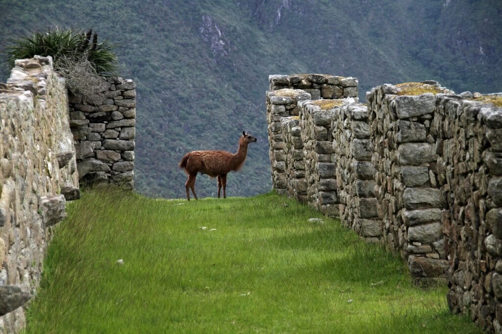 machu picchu, peru, inca, south, america, ancient, city, historic, tourism, andes, cusco, peruvian, civilization, cuzco, wonder, trail, landmark, tourist, latin, terrace, site, machu picchu, machu picchu, machu picchu, machu picchu, machu picchu, peru, inca, cusco