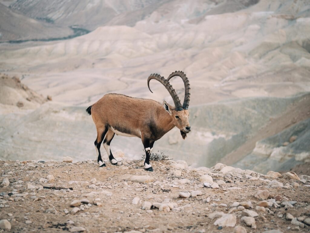 A Nubian ibex stands majestically in the rocky desert landscape of Sde Boker, Israel.