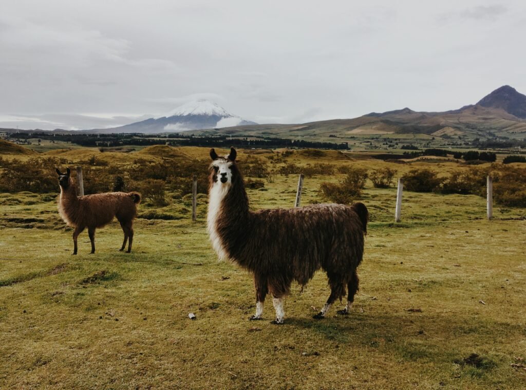 Beautiful llamas in Ecuador's Andes with a snow-capped mountain backdrop, capturing peaceful wildlife and nature.